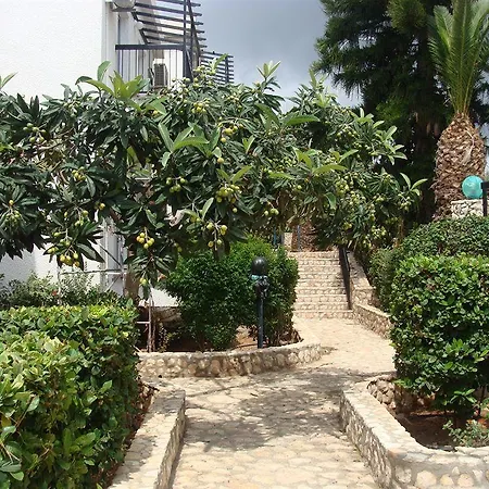 Aphelandra Ayia Napa