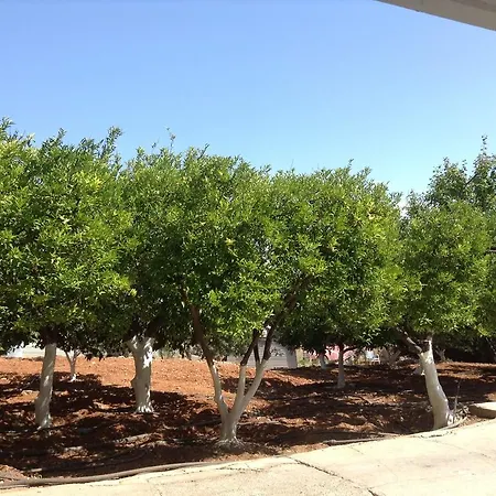 Aphelandra Ayia Napa