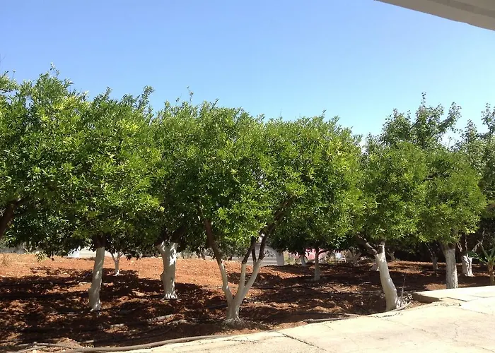 Aphelandra アヤナパ