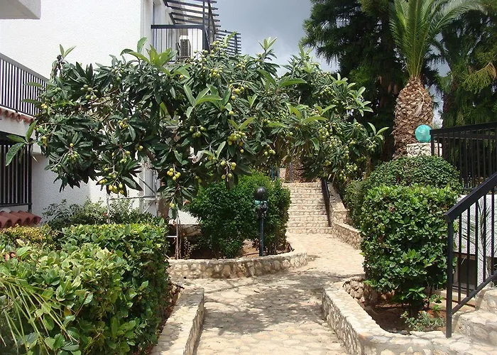 Aphelandra Ayia Napa